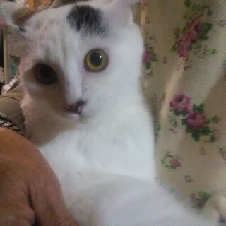 三毛猫　ミーちゃん　３㎏　メス