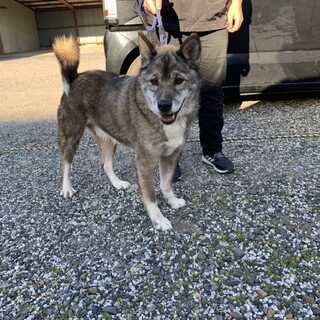 緊急   子供大好きなイチロウくん