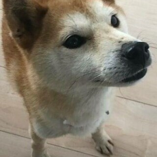 柴犬♀おまめ　推定8～10歳