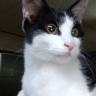 人も猫も好きな子猫