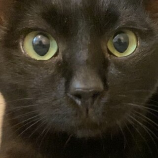 のんびりマイペース甘えん坊な黒猫くん♪