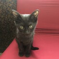 黒猫ちゃんの姉妹　元気な女の子