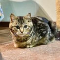 美人さんの子猫です