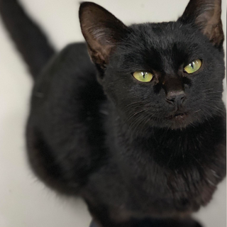 譲渡されました。