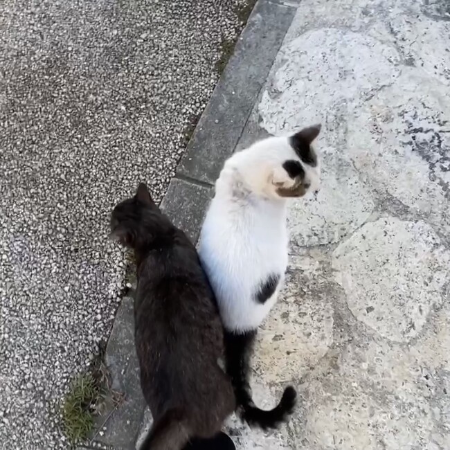 みぱねのカバー写真