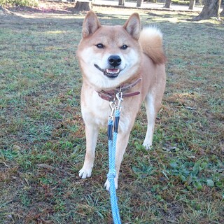 保健所レスキュー★柴犬★1歳前後★