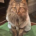ノルウェージャンフォレストキャットです