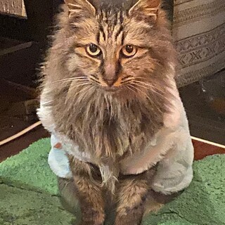 ノルウェージャ を含む猫の里親募集情報 ペットのおうち 月間利用者150万人