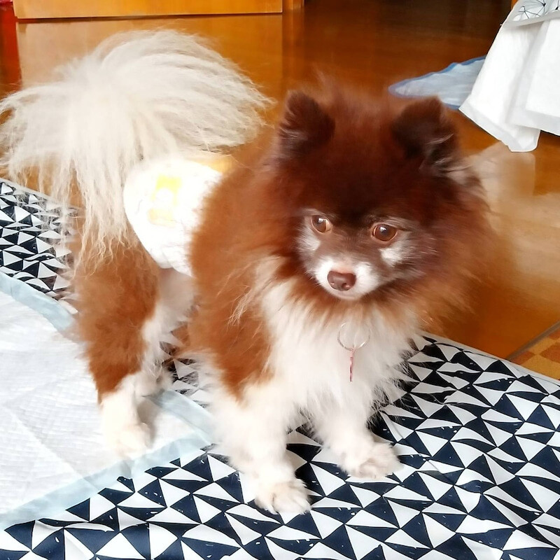 パーティーカラーのポメラ 神奈川県 犬の里親募集 3467 ペットのおうち 月間利用者150万人 パーティーカラーのポメラ 神奈川県 犬の里親募集 3467 ペットのおうち 月間利用者150万人