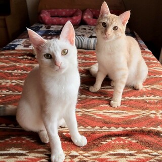 仲良し兄妹❤️茶トラ&三毛ちゃん