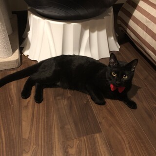 シャイな甘えんぼくん