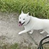 北海道犬の龍くん忍耐強く向き合って下さる里親様募集 サムネイル2