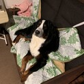バーニーズ1歳9ヶ月♂ 去勢済み
