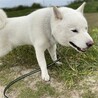 北海道犬の龍くん忍耐強く向き合って下さる里親様募集 サムネイル3