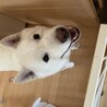 北海道犬の龍くん忍耐強く向き合って下さる里親様募集 サムネイル4