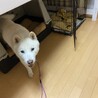 北海道犬の龍くん忍耐強く向き合って下さる里親様募集 サムネイル5