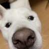 北海道犬の龍くん忍耐強く向き合って下さる里親様募集 サムネイル6