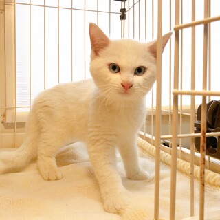 12/20西千葉☆ブルーアイ男子♡「マヨくん」