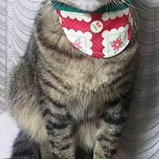 人も猫も大好き！ラッキーです♪