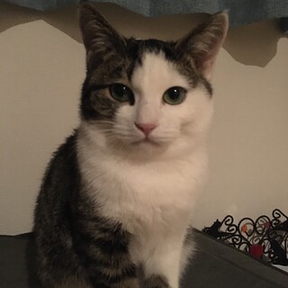 〈キジシロ〉万福（まんぷく）君