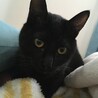 まくら