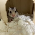 大切に育ててくださる方を募集しております。