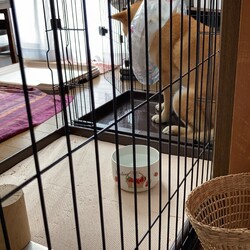 「お兄ちゃんになったよ〜体調・メンタル絶不調！〜」サムネイル2