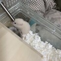 大切に育ててくださる方を募集しております。