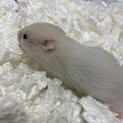 大切に育ててくださる方を募集しております。