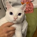 美猫！！１匹飼いで（経験者さん求む）