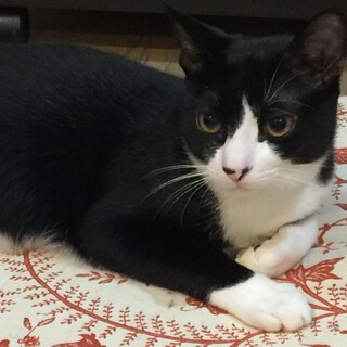 甘えん坊で人懐っこい黒白のフィガロ♪