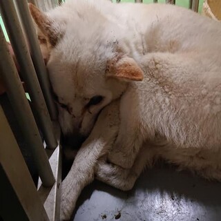 【感謝】繋がります！退院見込無し年配飼主持込シニア