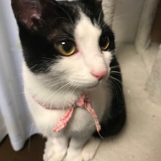 とても綺麗で穏やかな八割れちゃん