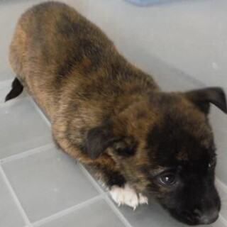 里親様に迎えられました。子犬♀217