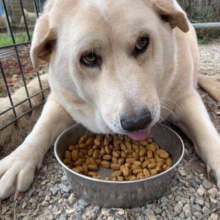 ミニブタサイズのモカ