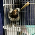 コモンマーモセット(猿)の里親を探しています