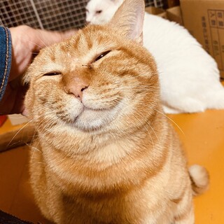 ありがとうございました★茶虎の伊吹(いぶき)くん