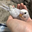 至急！セキセイインコ中雛里親さん募集