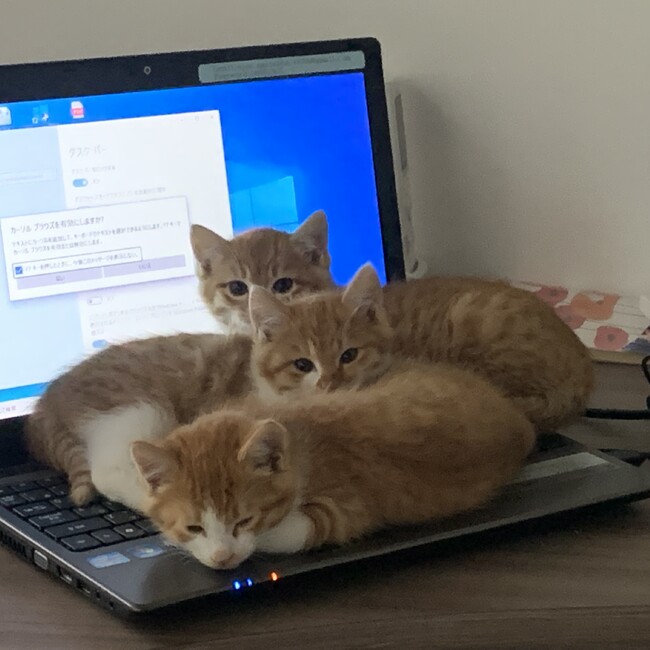 世田谷南部地域猫のカバー写真