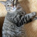 兄弟と離れ離れになってしまったトラ君です