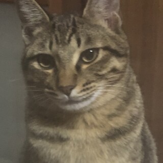 キジ猫面倒見の良いてんちゃん