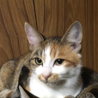 三毛猫おっとりまるちゃん