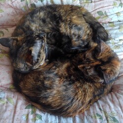 「猫の色柄」サムネイル2