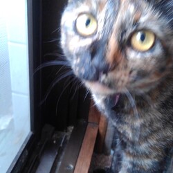 「猫の色柄」サムネイル3