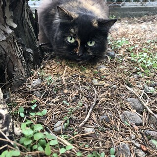 里親さん募集です