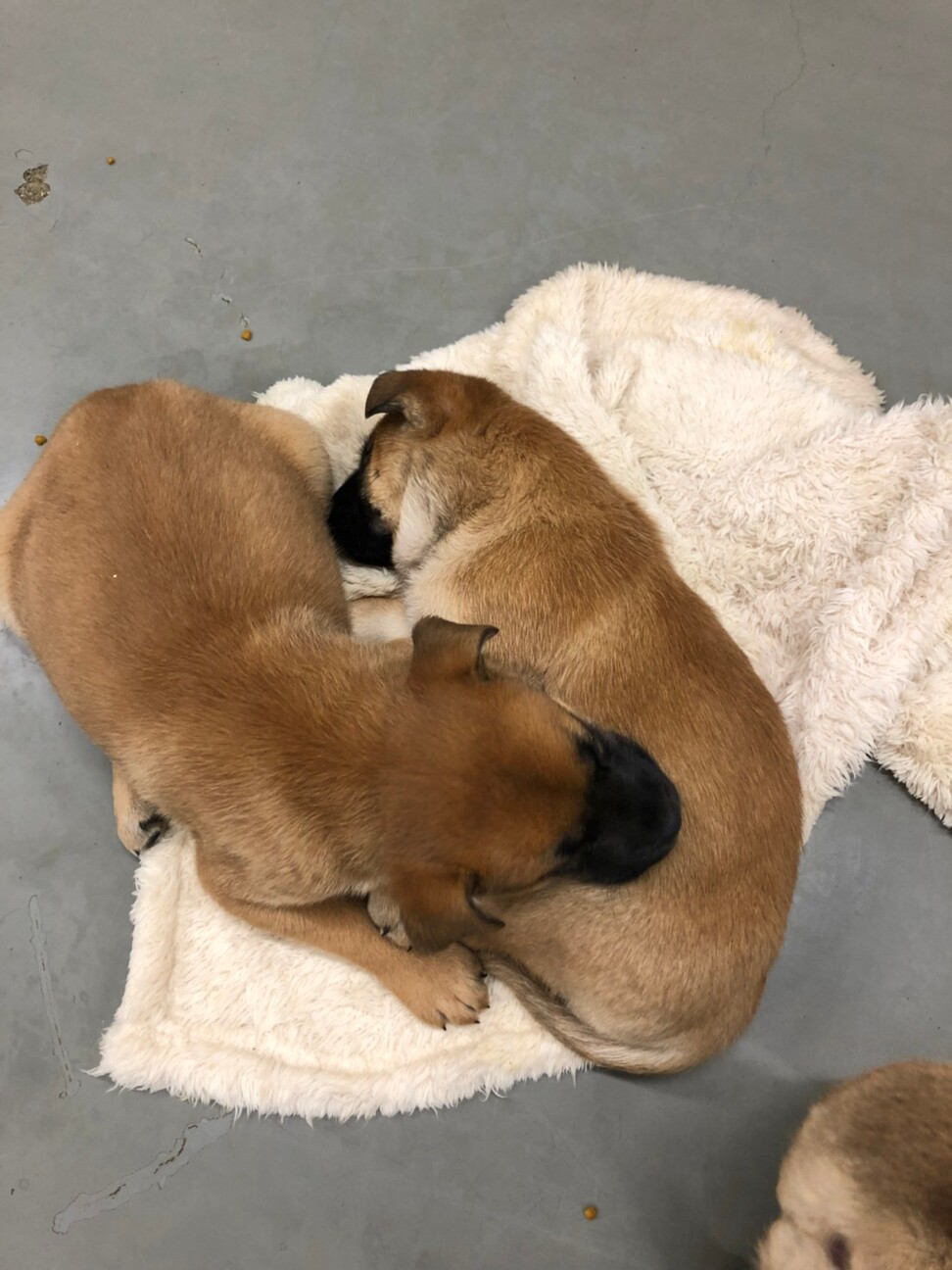 シェパード系mix野犬子 岡山県 犬の里親募集 ペットのおうち 月間利用者150万人