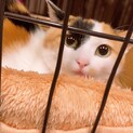 三毛ちゃんの里親様よろしくお願い致します。