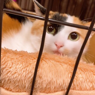 三毛ちゃんの里親様よろしくお願い致します。