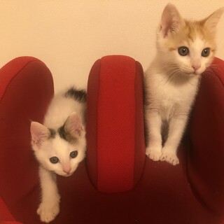 白茶、白黒の子猫ちゃん