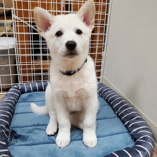 性格バツグンシロクマそうたろう✨野犬にも家族を